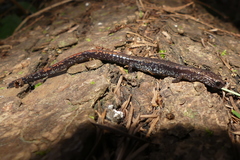 Batrachoseps wrighti