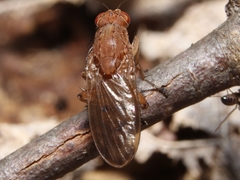 Suillia quinquepunctata