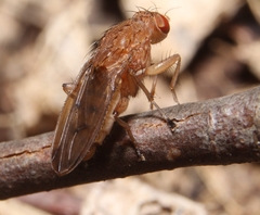 Suillia quinquepunctata