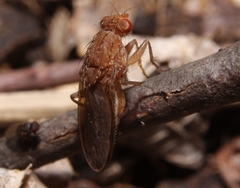 Suillia quinquepunctata