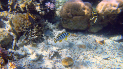 Plectorhinchus lineatus