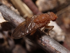 Suillia quinquepunctata