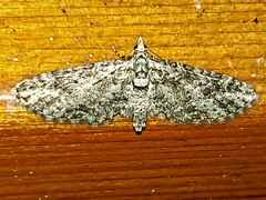 Eupithecia maestosa