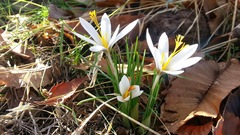 Crocus aleppicus