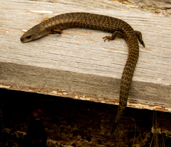 Cyclodomorphus casuarinae