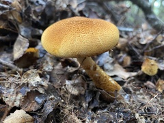 Cortinarius castoreus