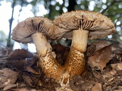 Cortinarius castoreus