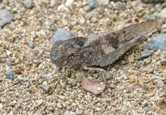 Humbe tenuicornis