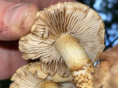 Cortinarius castoreus