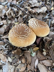Cortinarius castoreus
