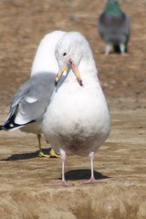 Larus glaucescens × occidentalis