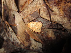 Pyreferra hesperidago