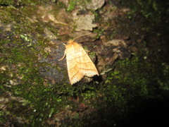 Pyreferra hesperidago