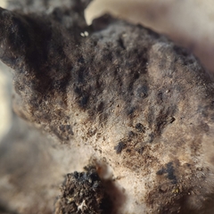 Umbilicaria havaasii