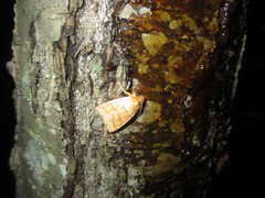 Pyreferra hesperidago