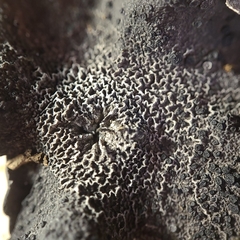 Umbilicaria havaasii