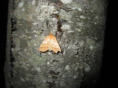 Pyreferra hesperidago