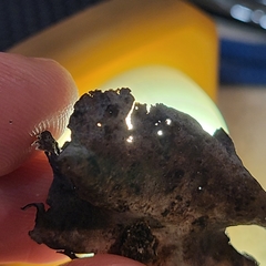 Umbilicaria havaasii