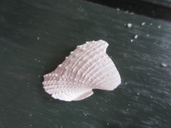 Cyrtopleura costata