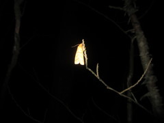 Pyreferra hesperidago