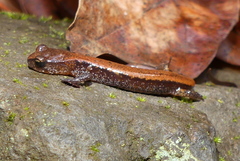 Plethodon larselli