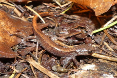 Plethodon larselli