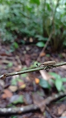 Cercidocerus nervosus