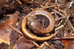 Plethodon larselli
