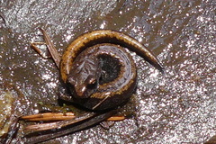 Plethodon larselli