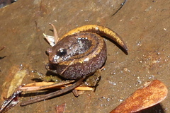 Plethodon larselli