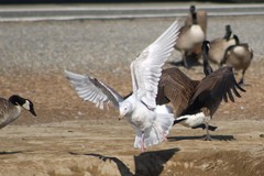 Larus glaucescens × occidentalis