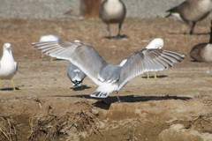 Larus glaucescens × occidentalis