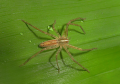 Heteropoda ocyalina