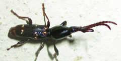 Orfilaia vulsellata