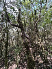 Daphniphyllum himalaense