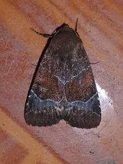 Hampsonodes mastoides