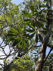 Daphniphyllum himalaense