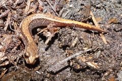 Plethodon larselli