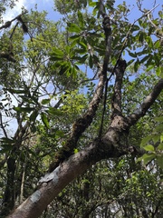 Daphniphyllum himalaense