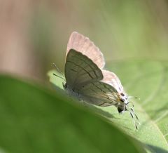 Hypolycaena philippus philippus
