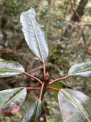 Daphniphyllum himalaense