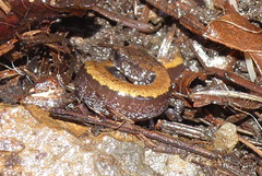 Plethodon larselli
