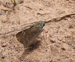 Pelopidas mathias mathias