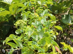 Causonis corniculata