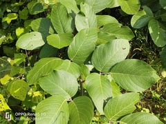 Angiospermae