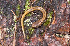 Plethodon larselli