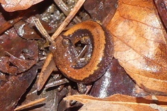 Plethodon larselli