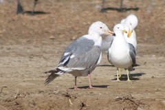 Larus glaucescens × occidentalis