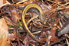Plethodon larselli
