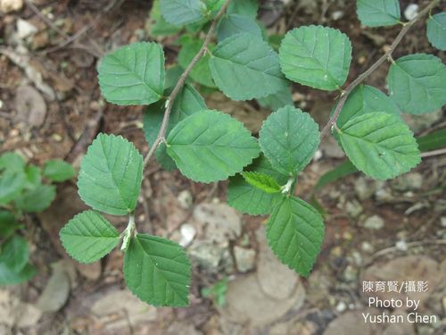 Sida alnifolia observed 2012-08-21